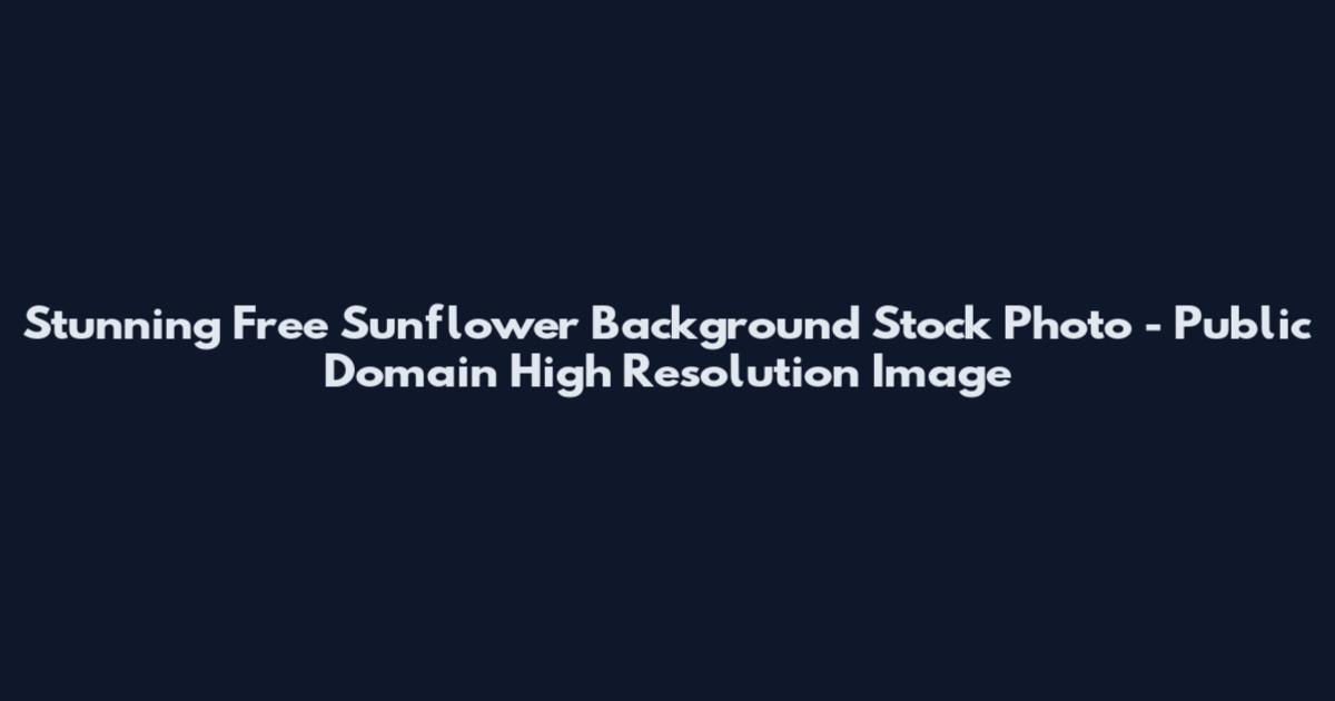 Stunning Free Sunflower Background Stock Photo - Public Domain High Resolution Image
