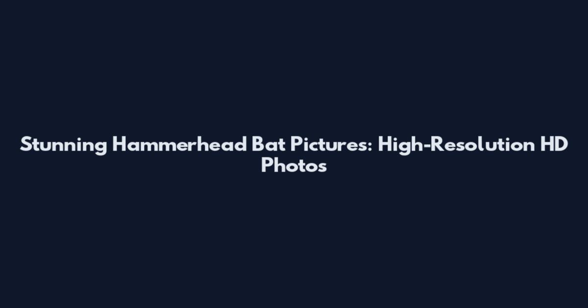 Stunning Hammerhead Bat Pictures: High-Resolution HD Photos
