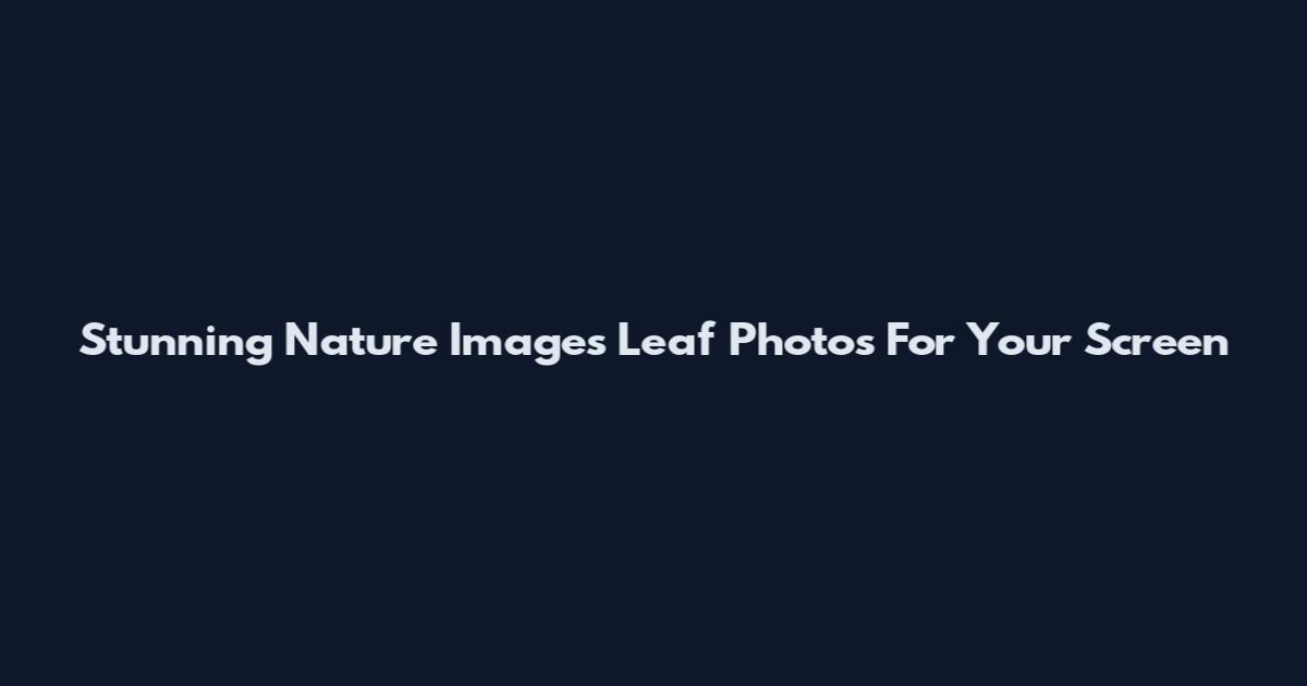 Stunning Nature Images Leaf Photos For Your Screen