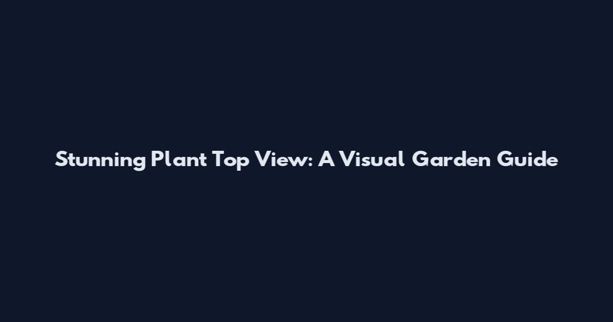Stunning Plant Top View: A Visual Garden Guide