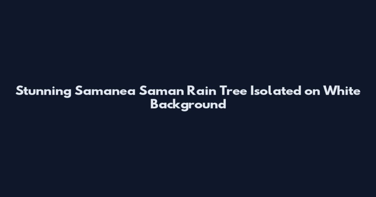 Stunning Samanea Saman Rain Tree Isolated on White Background