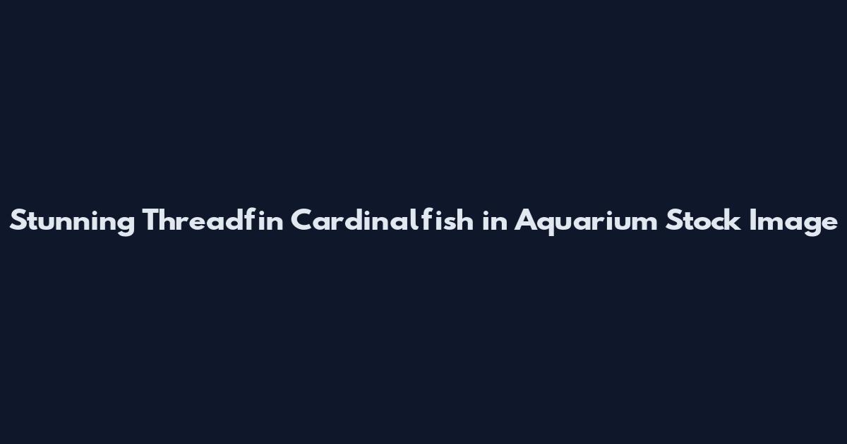 Stunning Threadfin Cardinalfish in Aquarium Stock Image