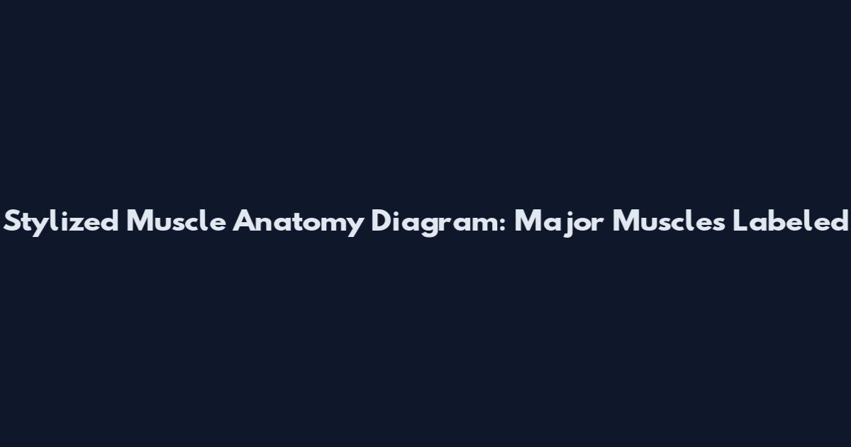 Stylized Muscle Anatomy Diagram: Major Muscles Labeled