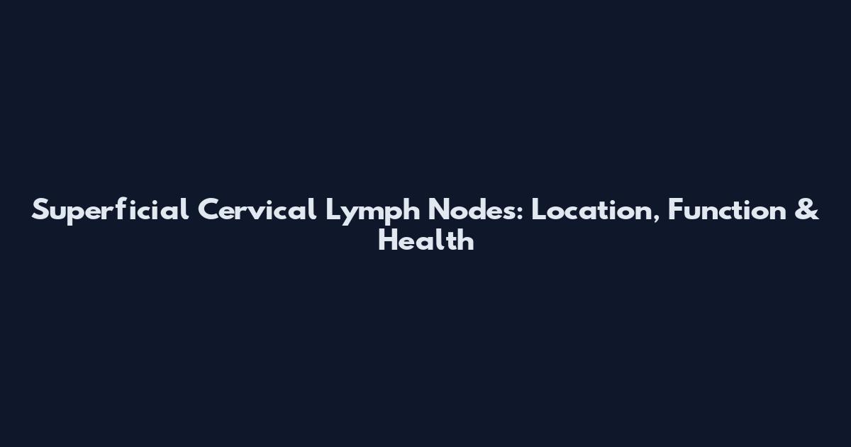 Superficial Cervical Lymph Nodes: Location, Function & Health