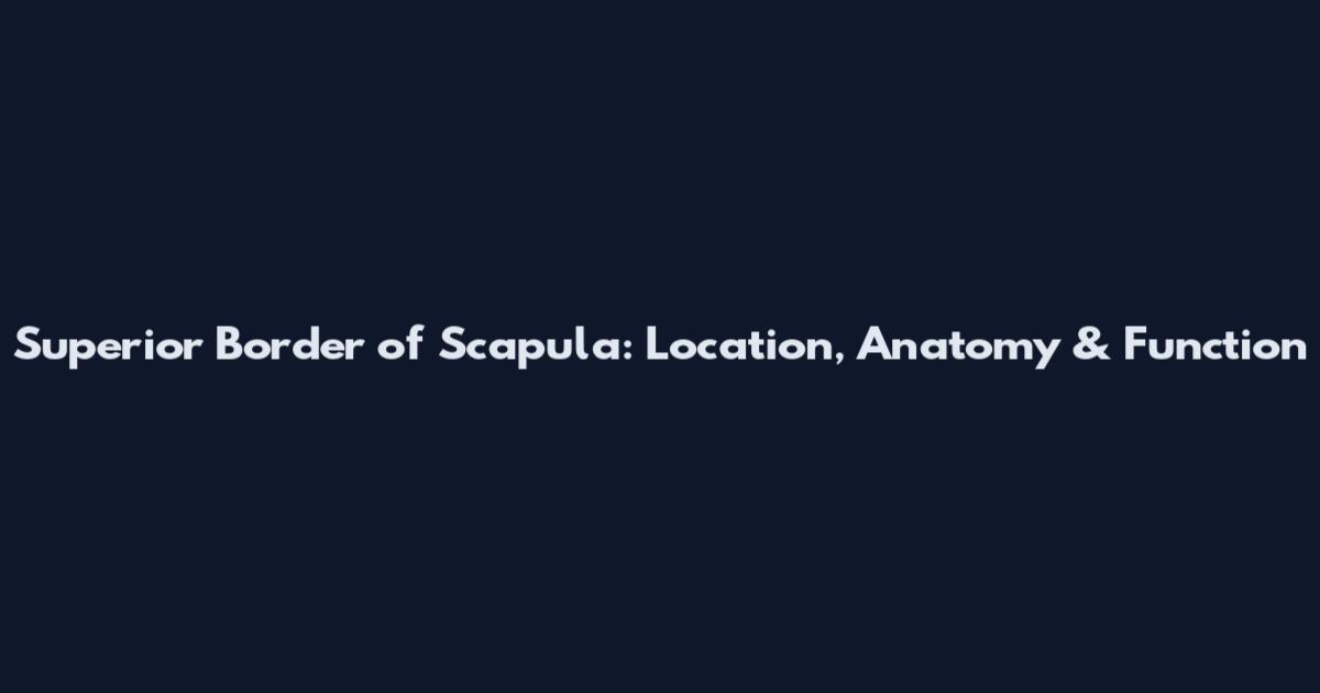 Superior Border of Scapula: Location, Anatomy & Function