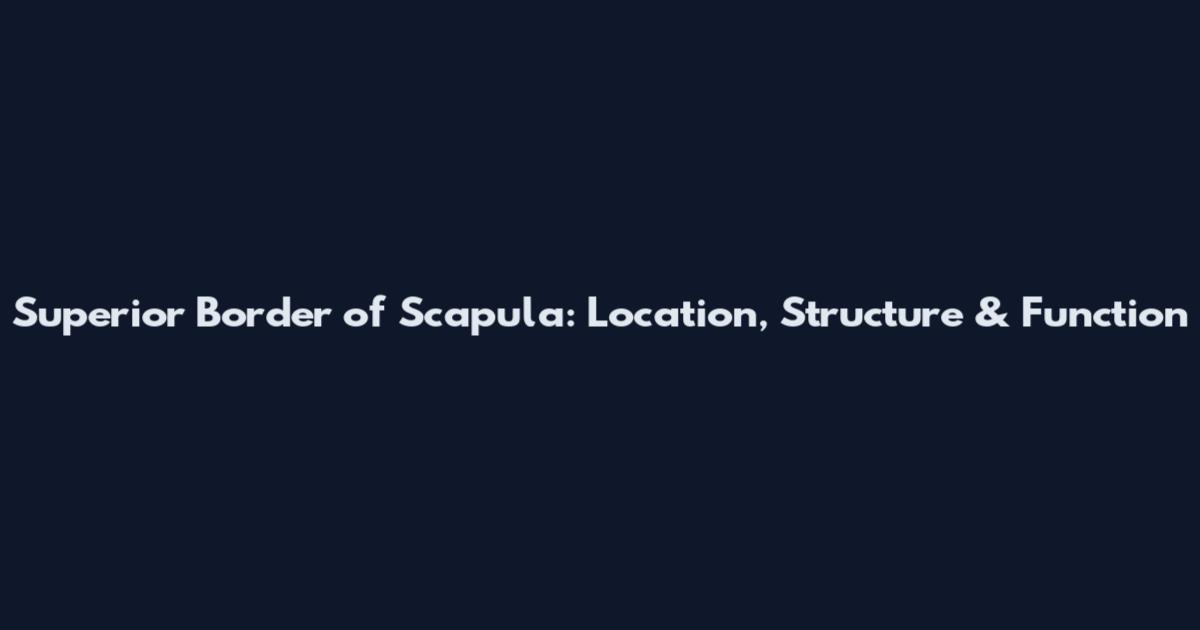 Superior Border of Scapula: Location, Structure & Function