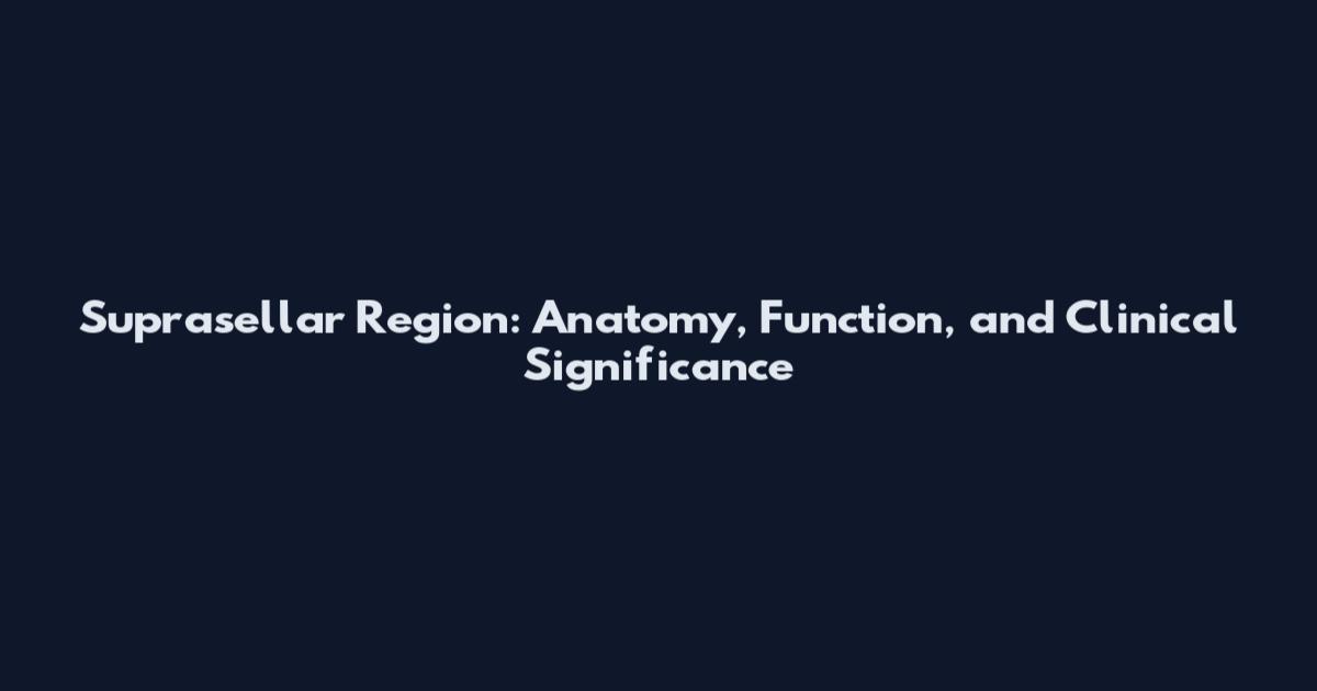 Suprasellar Region: Anatomy, Function, and Clinical Significance