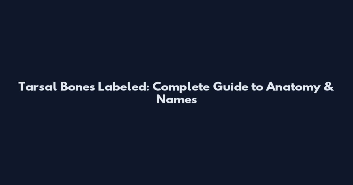 Tarsal Bones Labeled: Complete Guide to Anatomy & Names