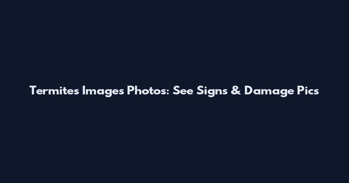 Termites Images Photos: See Signs & Damage Pics