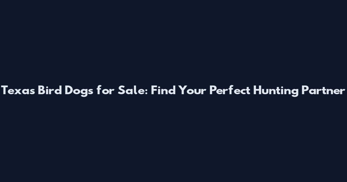 Texas Bird Dogs for Sale: Find Your Perfect Hunting Partner