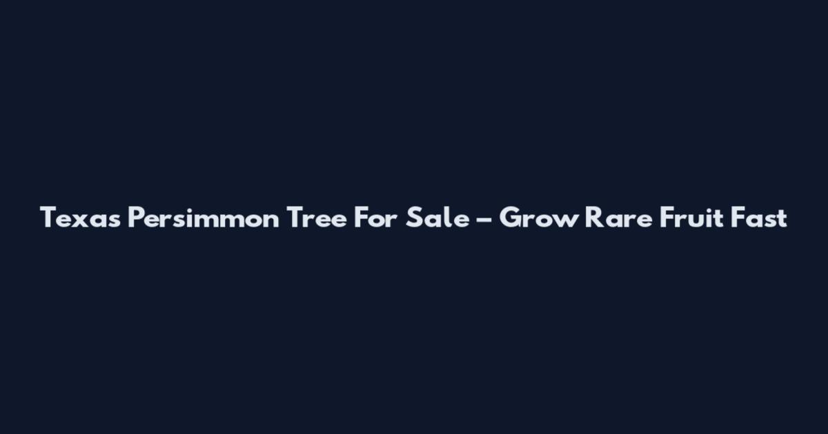 Texas Persimmon Tree For Sale – Grow Rare Fruit Fast