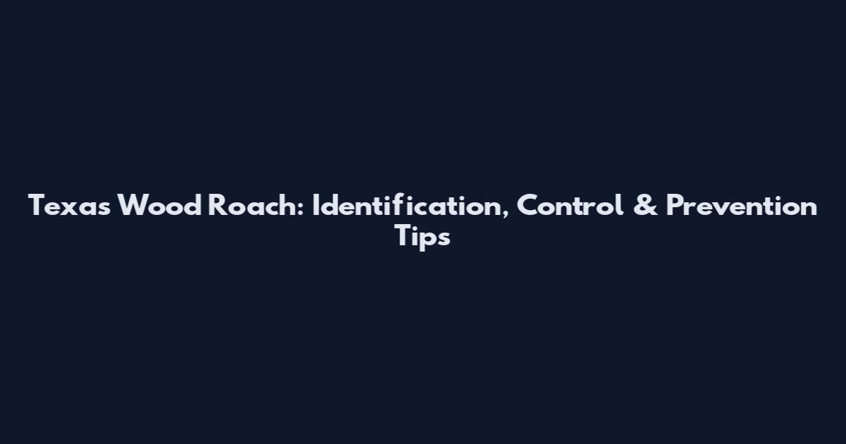 Texas Wood Roach: Identification, Control & Prevention Tips