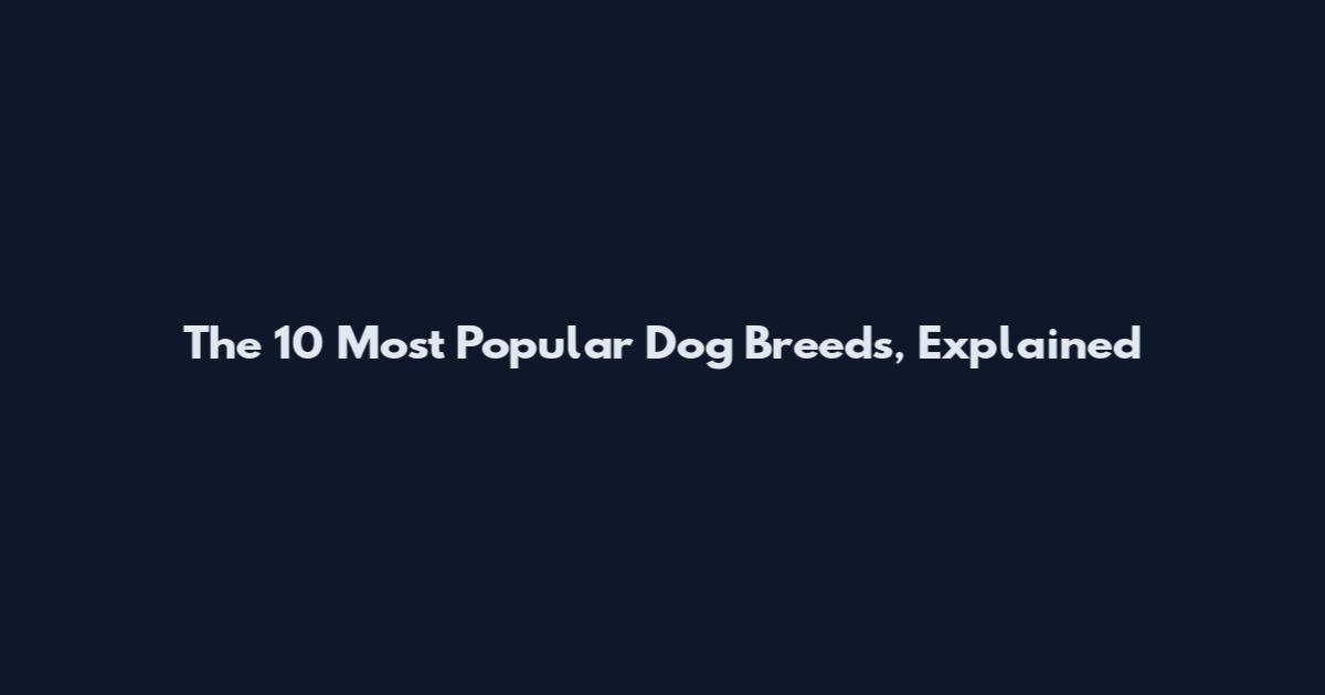The 10 Most Popular Dog Breeds, Explained