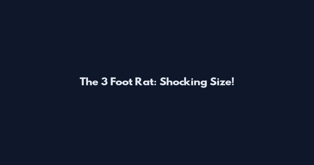 The 3 Foot Rat: Shocking Size!