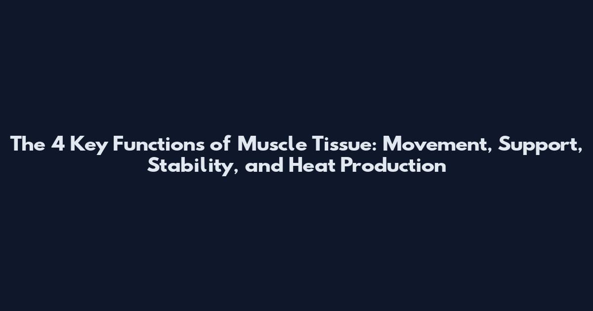 The 4 Key Functions of Muscle Tissue: Movement, Support, Stability, and Heat Production