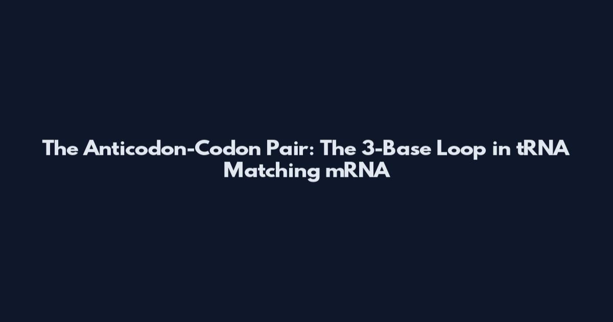 The Anticodon-Codon Pair: The 3-Base Loop in tRNA Matching mRNA