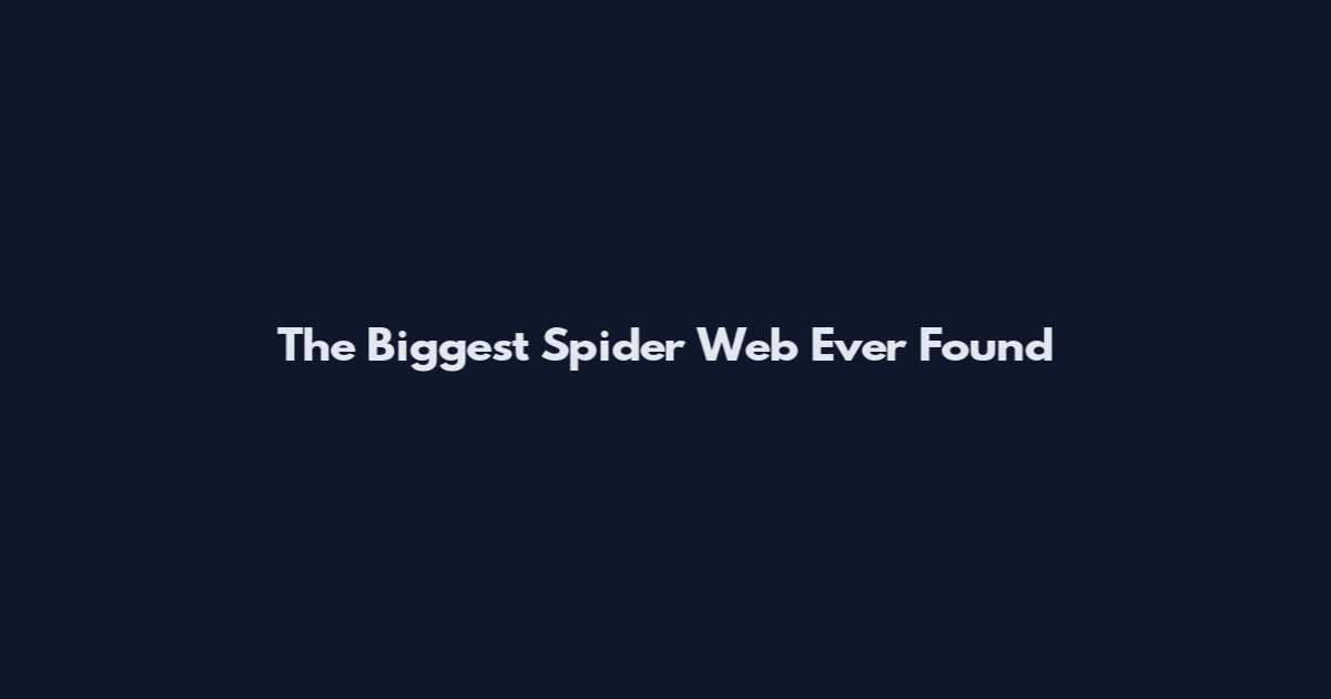 The Biggest Spider Web Ever Found
