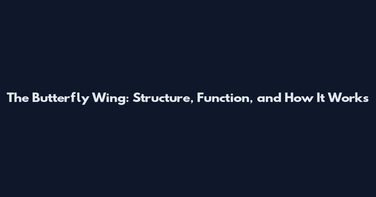 The Butterfly Wing: Structure, Function, and How It Works