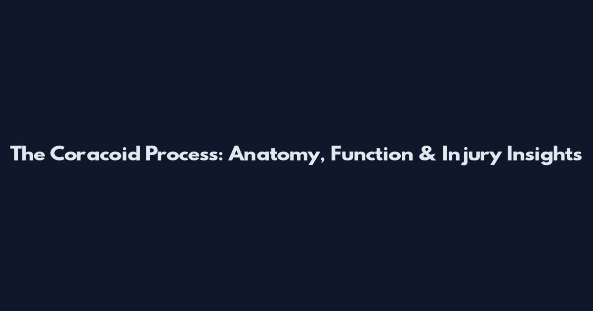 The Coracoid Process: Anatomy, Function & Injury Insights