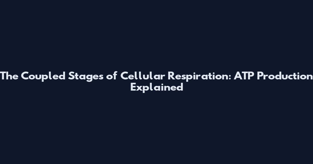 The Coupled Stages of Cellular Respiration: ATP Production Explained