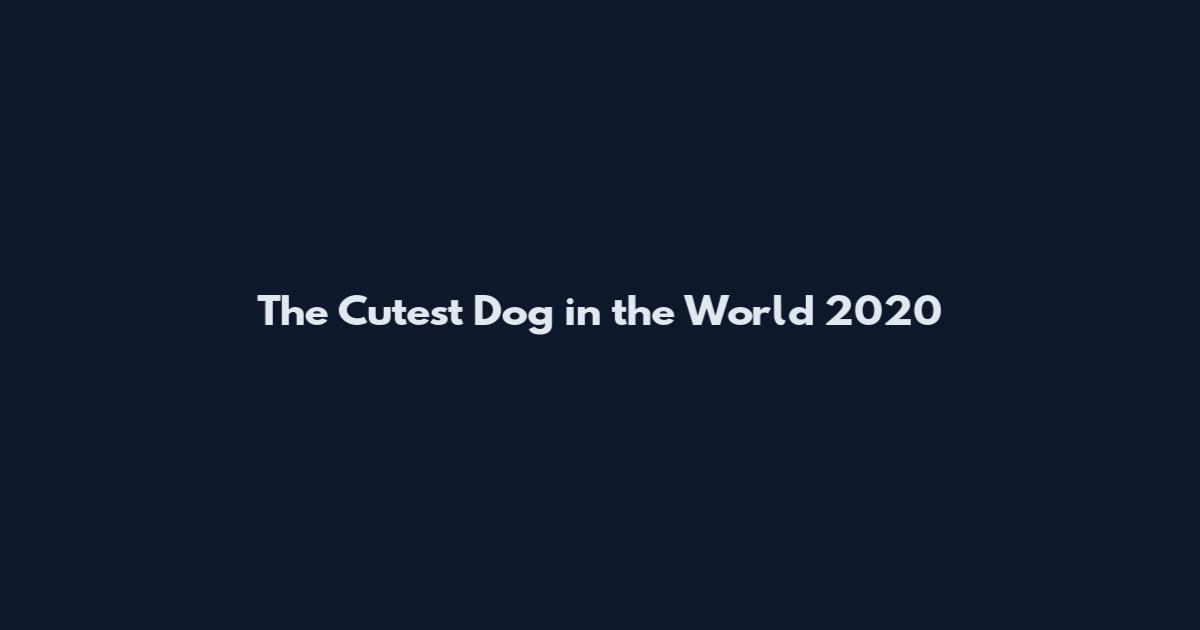 The Cutest Dog in the World 2020