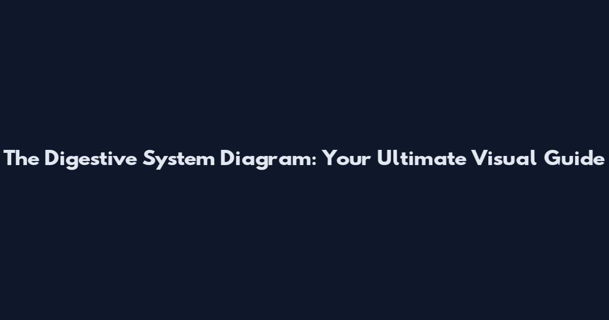 The Digestive System Diagram: Your Ultimate Visual Guide