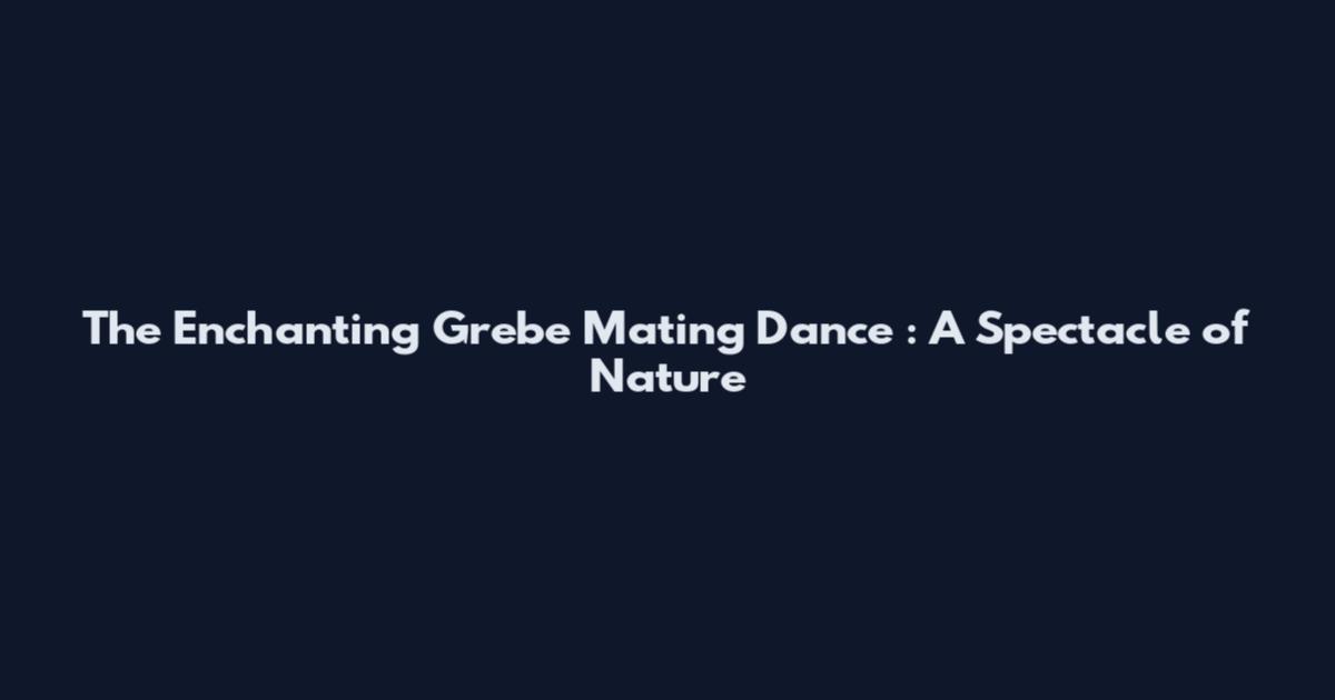 The Enchanting Grebe Mating Dance : A Spectacle of Nature