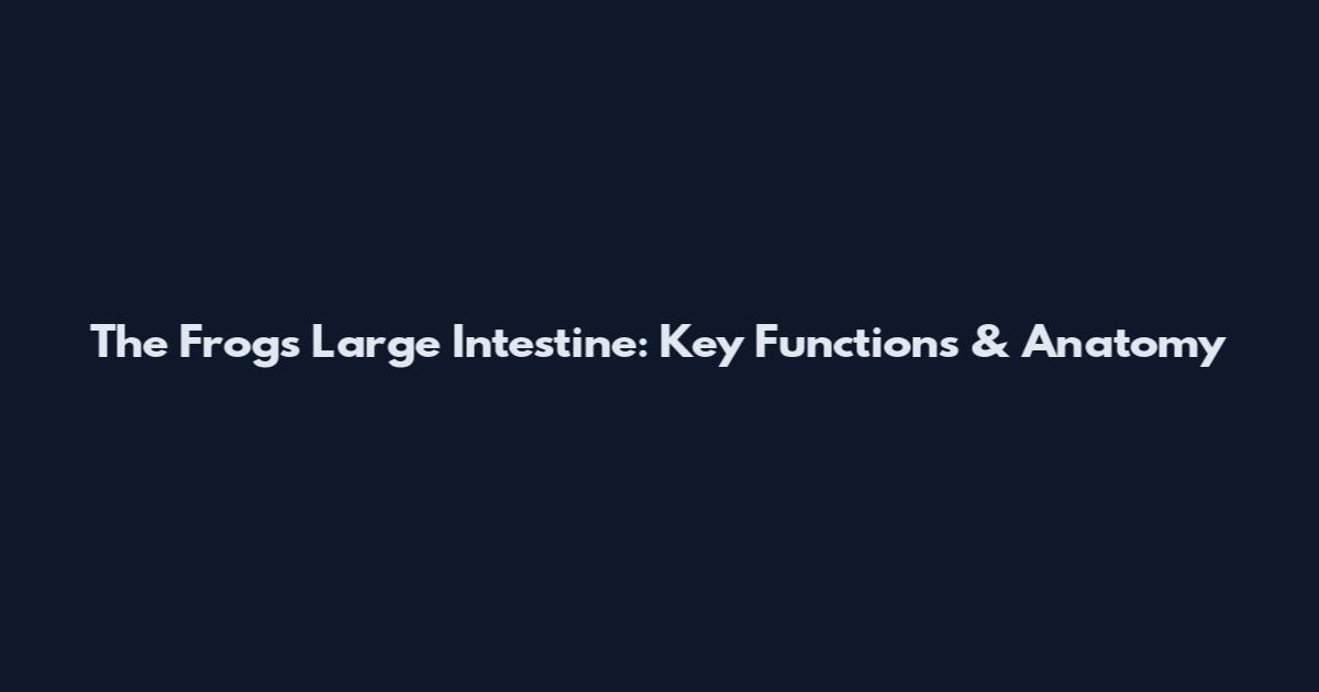 The Frog's Large Intestine: Key Functions & Anatomy