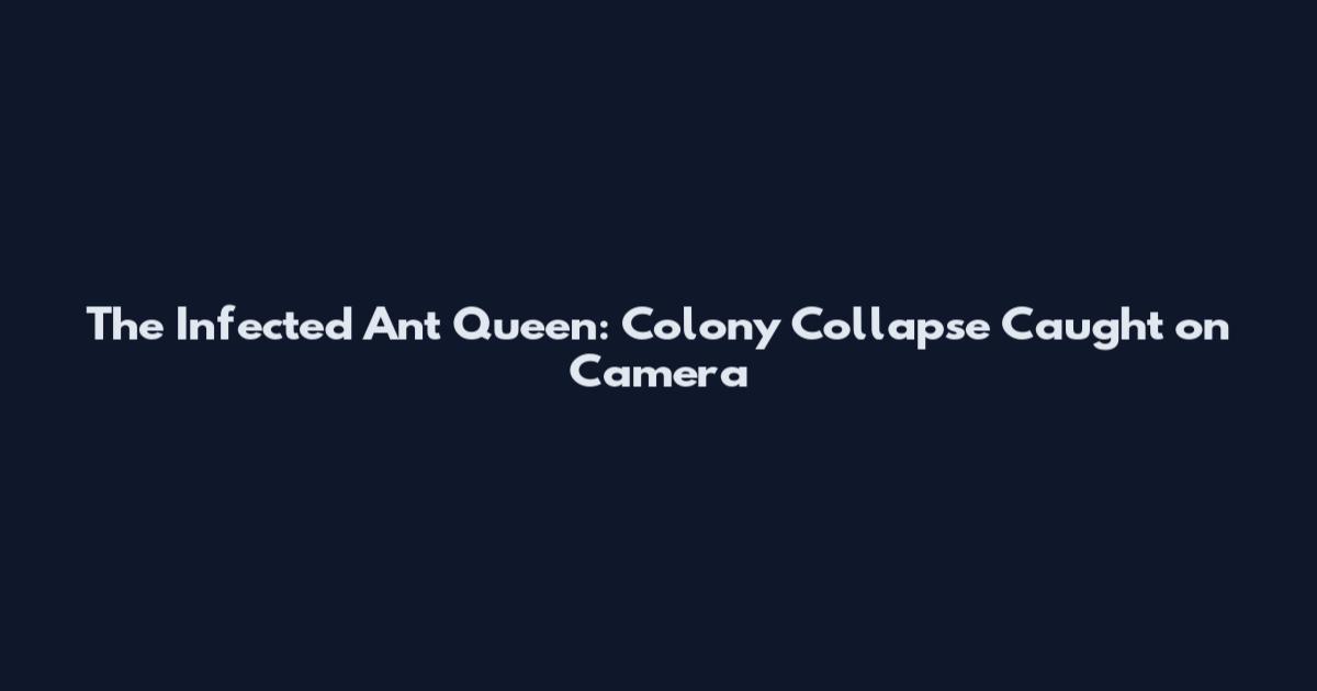 The Infected Ant Queen: Colony Collapse Caught on Camera