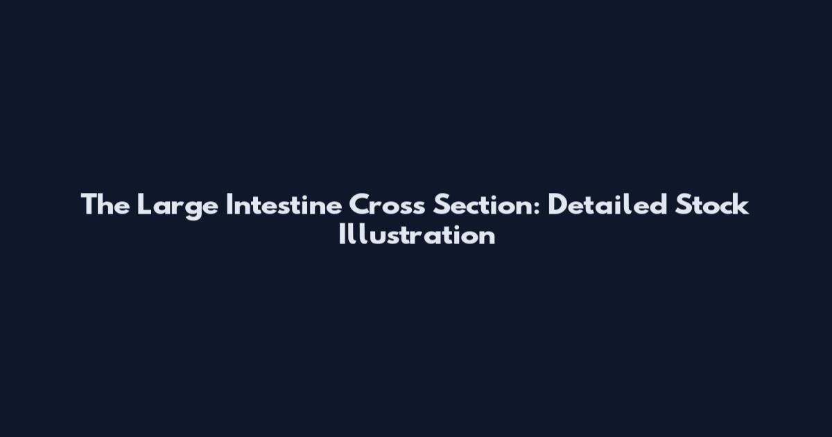 The Large Intestine Cross Section: Detailed Stock Illustration