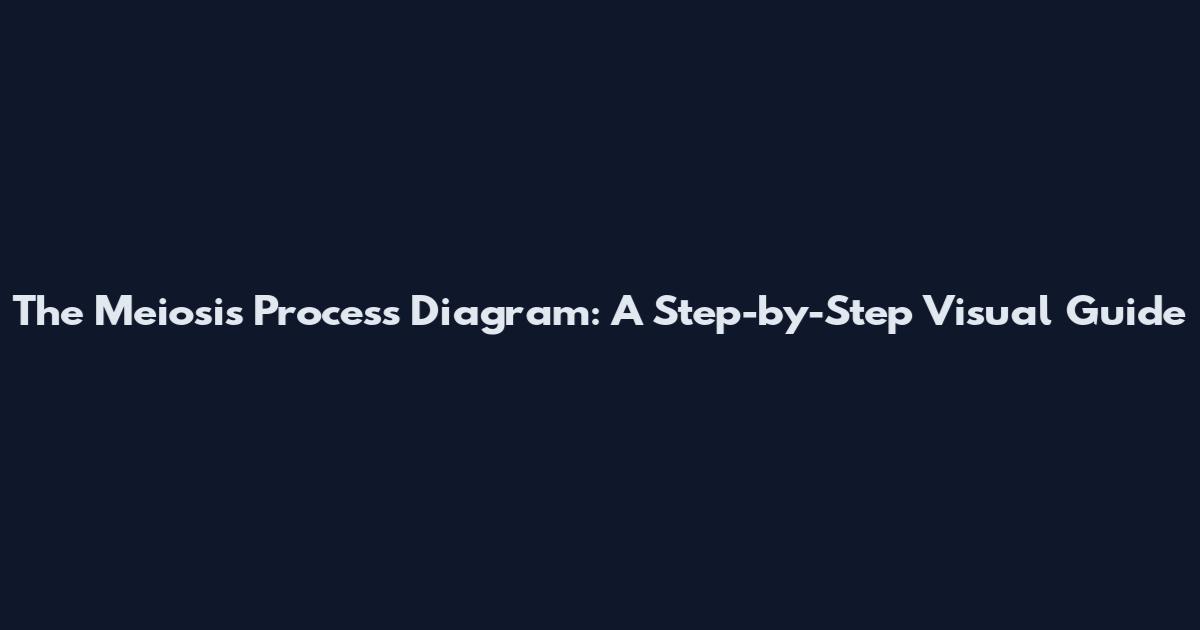 The Meiosis Process Diagram: A Step-by-Step Visual Guide