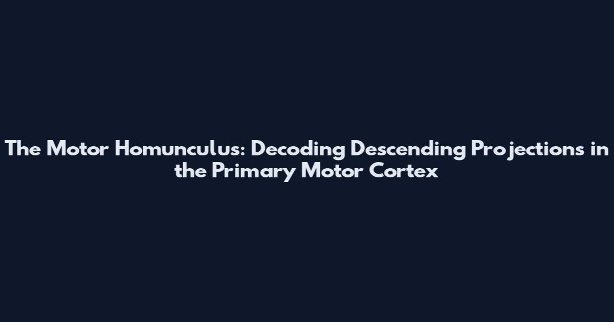 The Motor Homunculus: Decoding Descending Projections in the Primary Motor Cortex