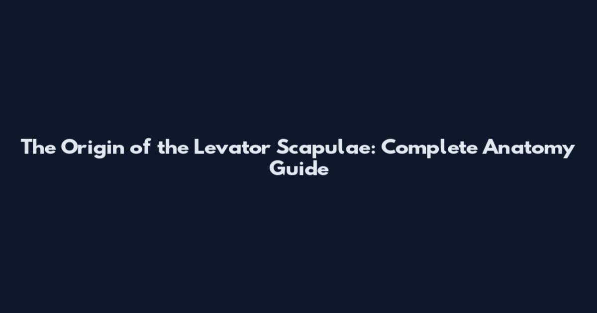 The Origin of the Levator Scapulae: Complete Anatomy Guide