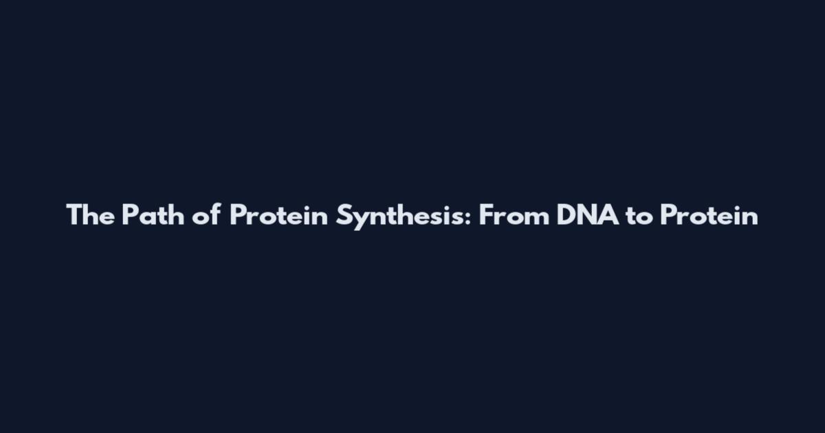 The Path of Protein Synthesis: From DNA to Protein