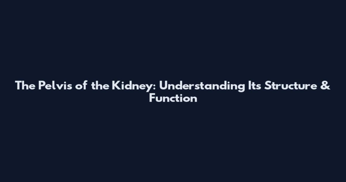 The Pelvis of the Kidney: Understanding Its Structure & Function