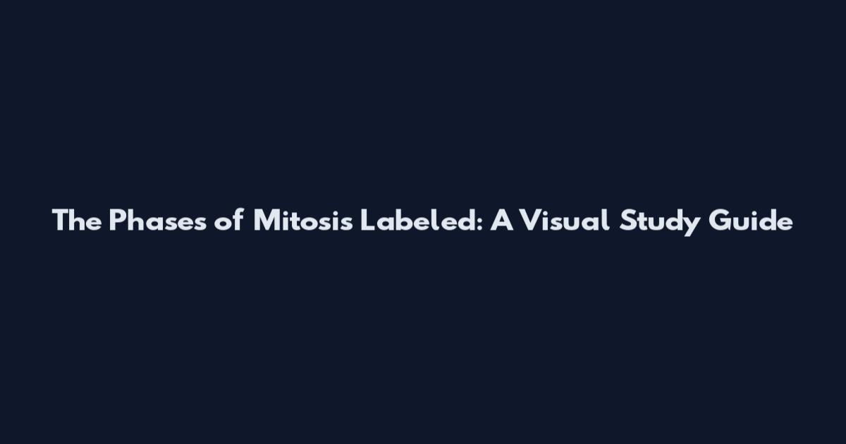 The Phases of Mitosis Labeled: A Visual Study Guide