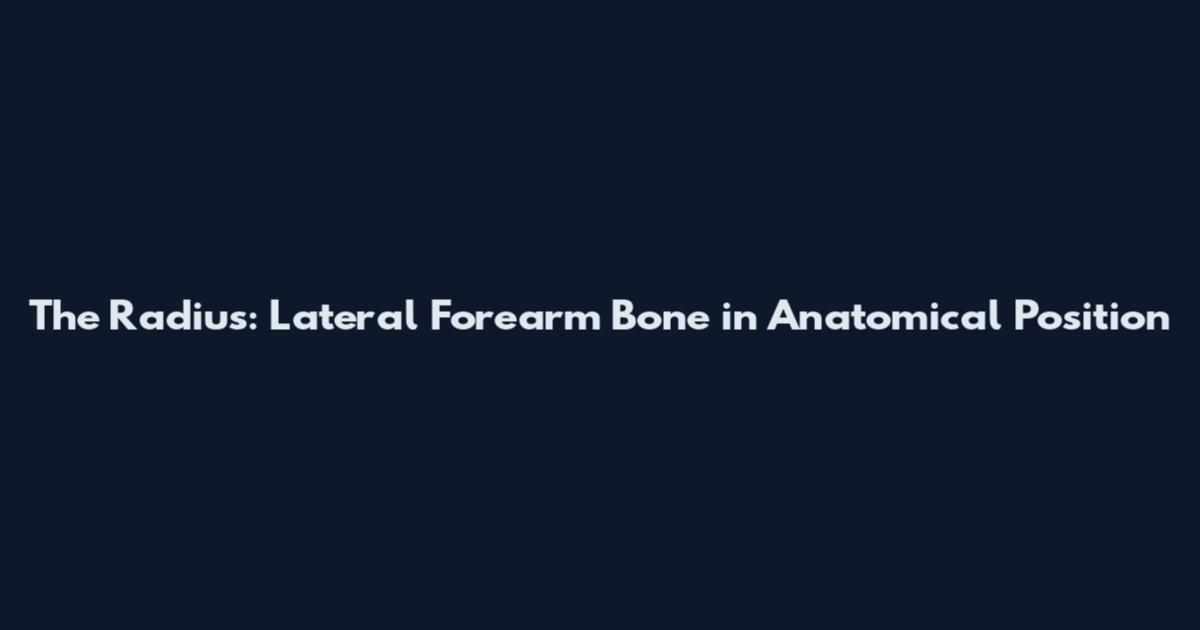 The Radius: Lateral Forearm Bone in Anatomical Position