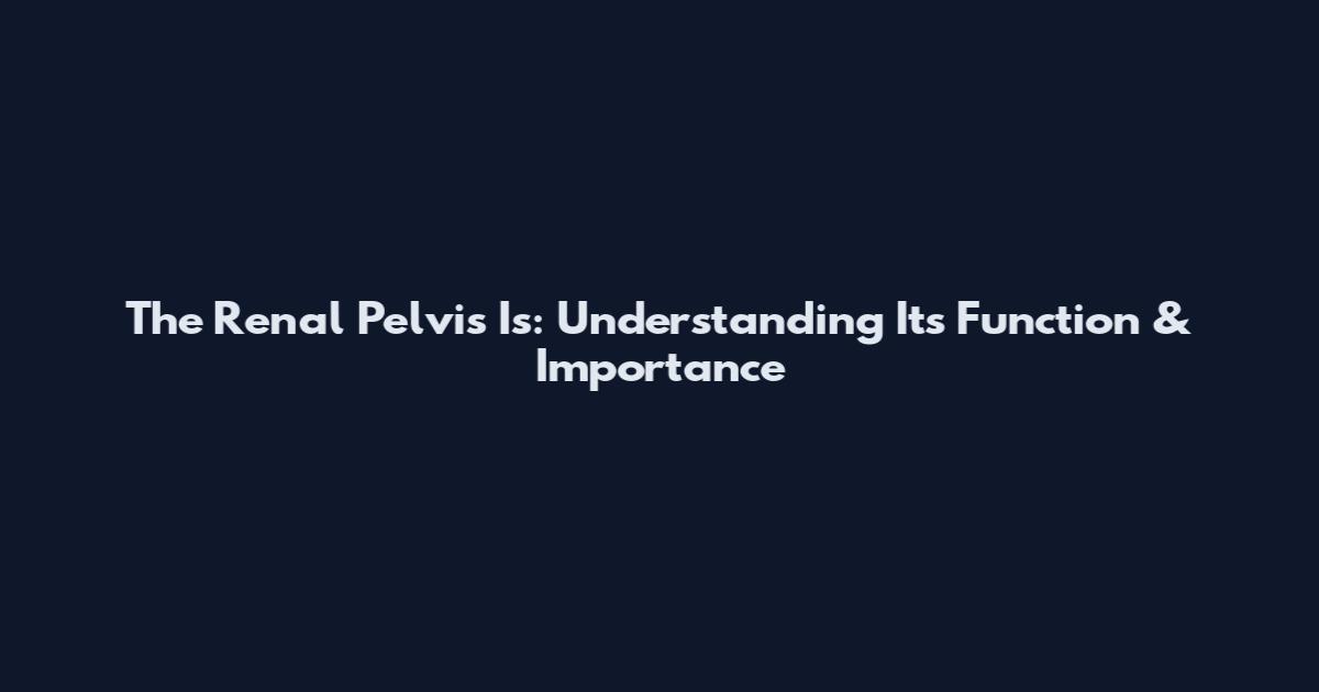The Renal Pelvis Is: Understanding Its Function & Importance