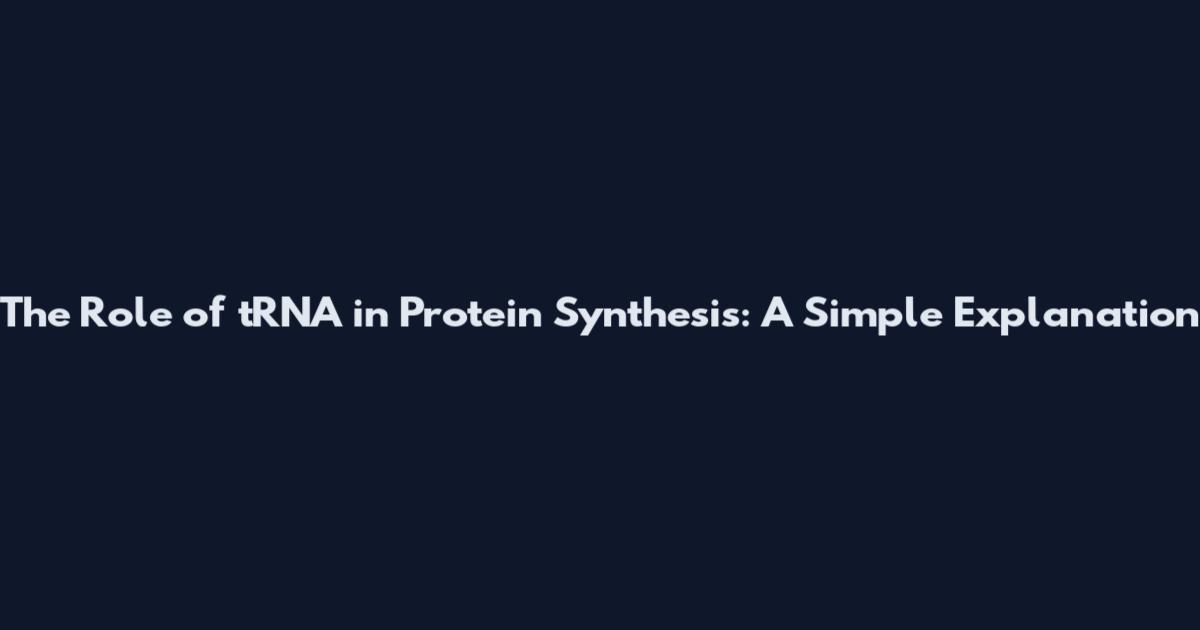 The Role of tRNA in Protein Synthesis: A Simple Explanation