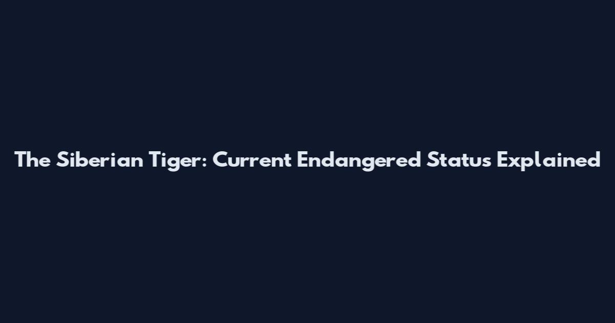 The Siberian Tiger: Current Endangered Status Explained
