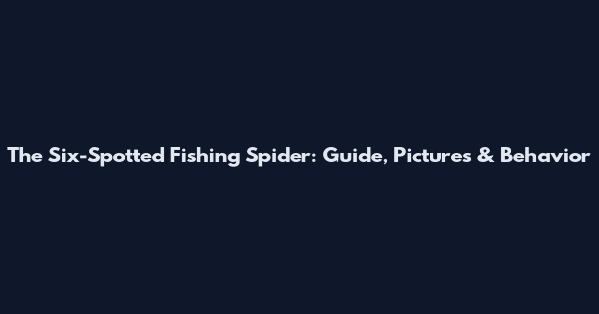 The Six-Spotted Fishing Spider: Guide, Pictures & Behavior