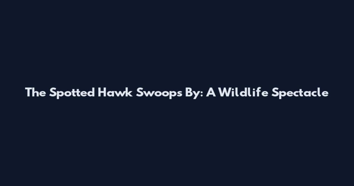 The Spotted Hawk Swoops By: A Wildlife Spectacle