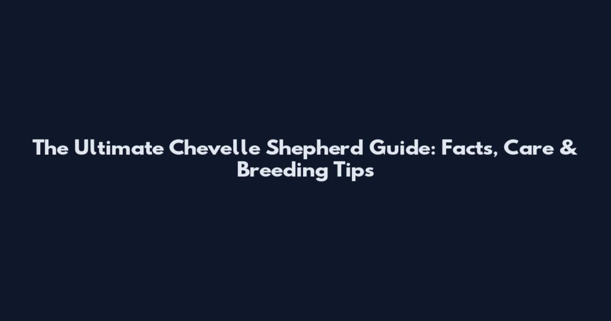 The Ultimate Chevelle Shepherd Guide: Facts, Care & Breeding Tips