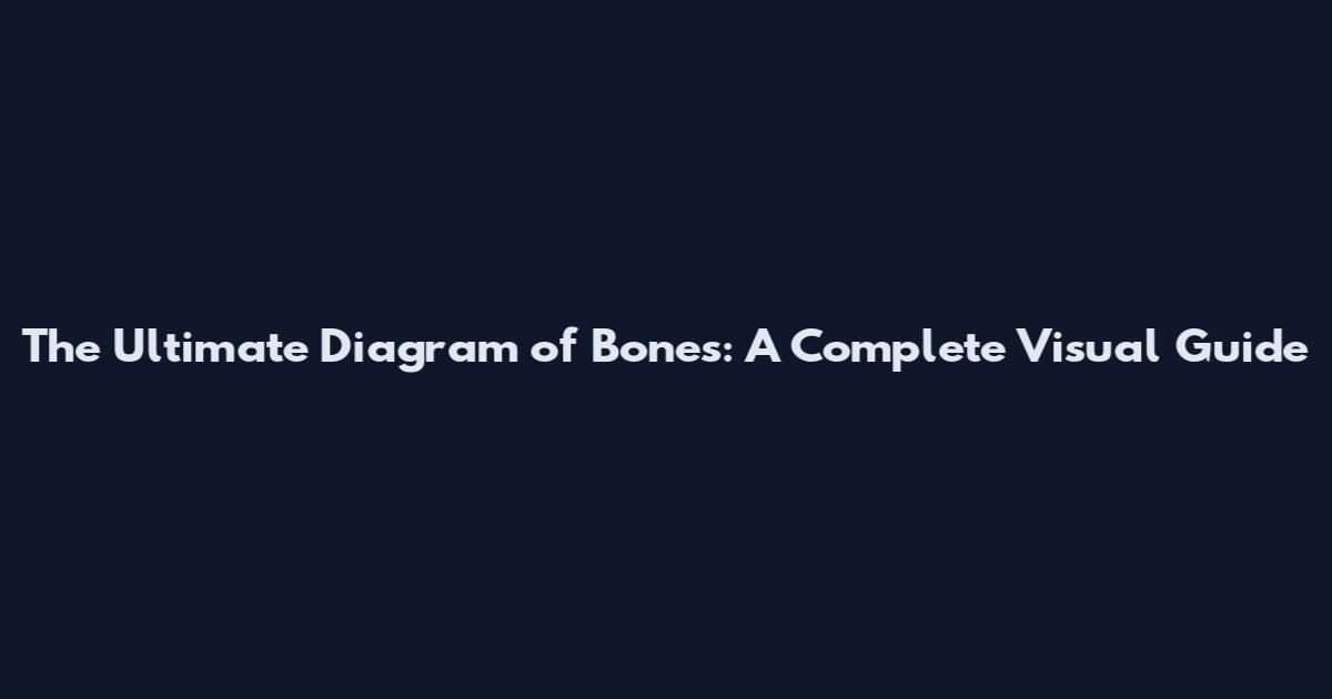 The Ultimate Diagram of Bones: A Complete Visual Guide