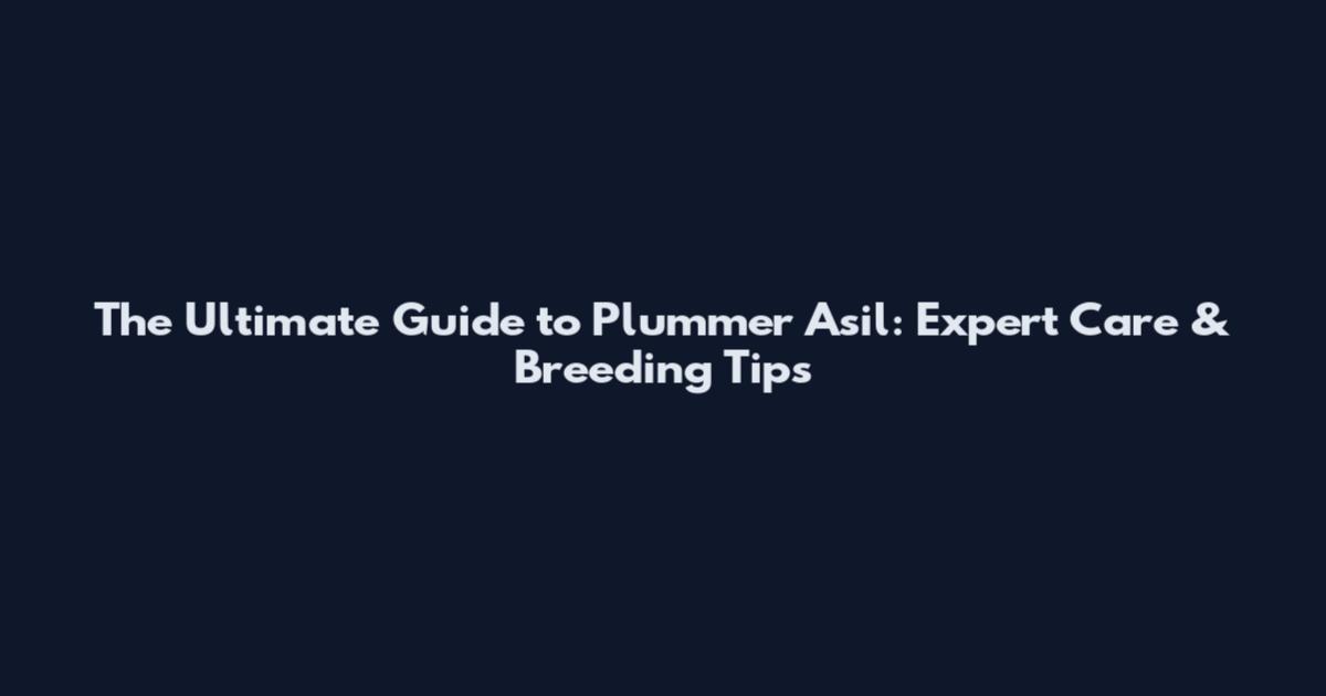 The Ultimate Guide to Plummer Asil: Expert Care & Breeding Tips