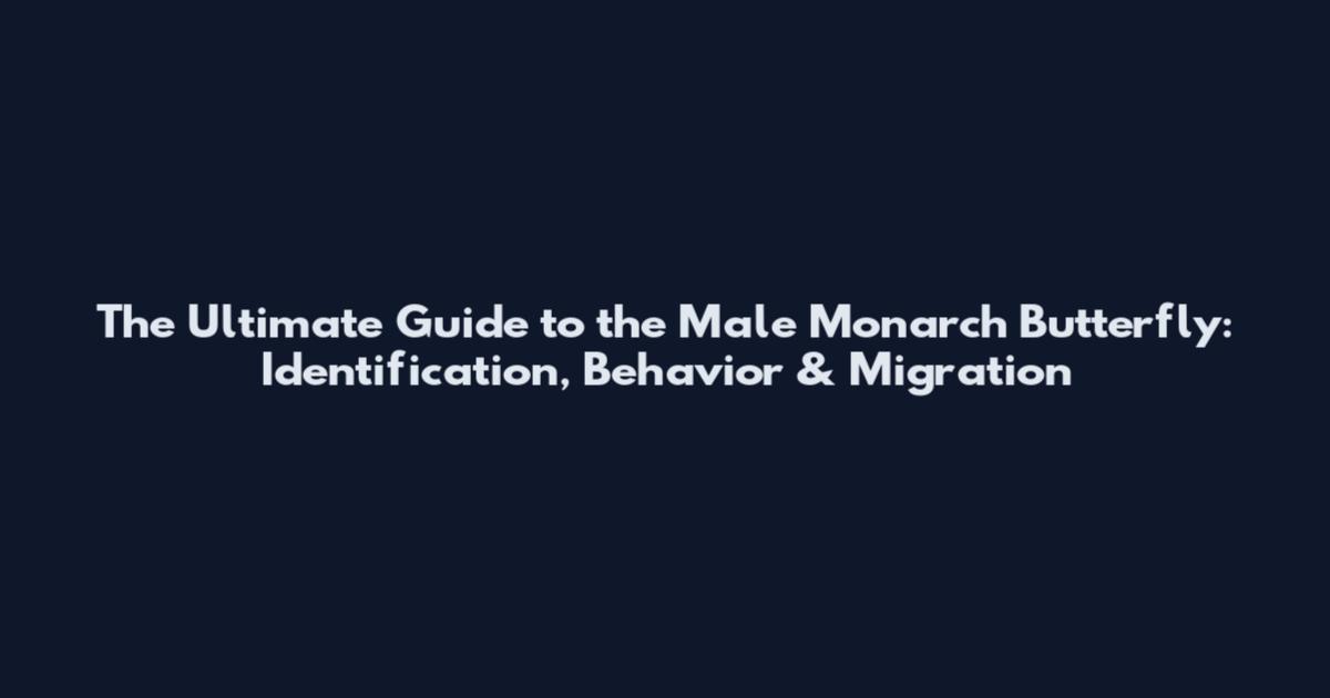 The Ultimate Guide to the Male Monarch Butterfly: Identification, Behavior & Migration