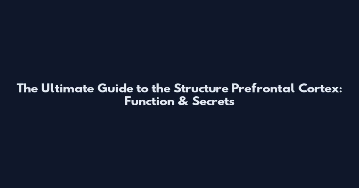 The Ultimate Guide to the Structure Prefrontal Cortex: Function & Secrets