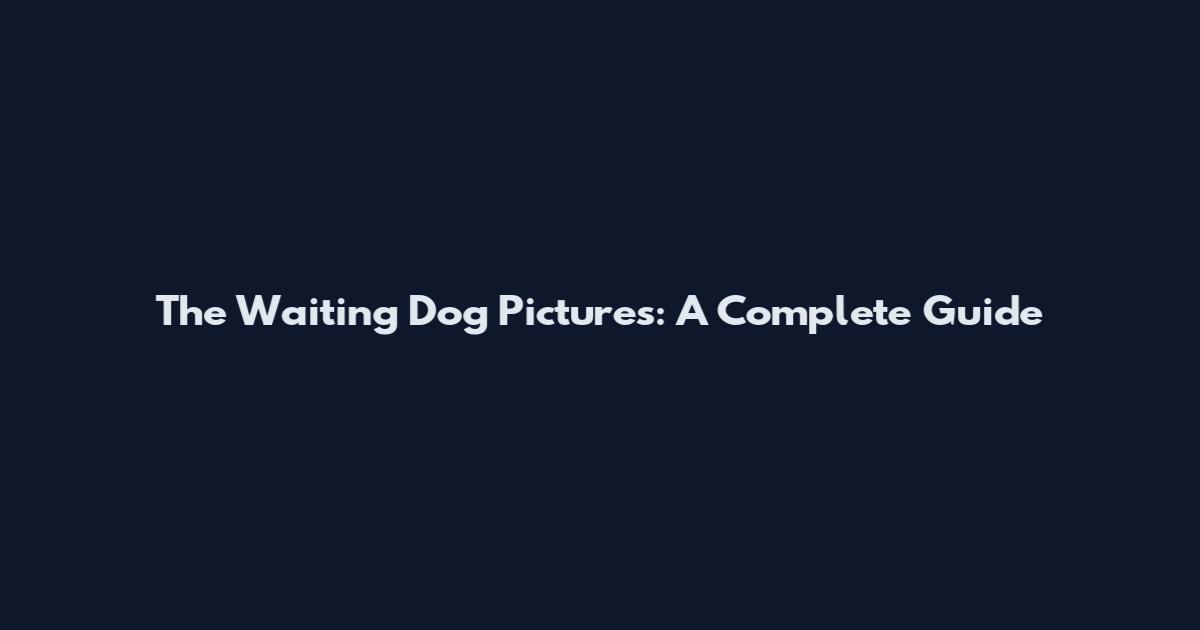 The Waiting Dog Pictures: A Complete Guide