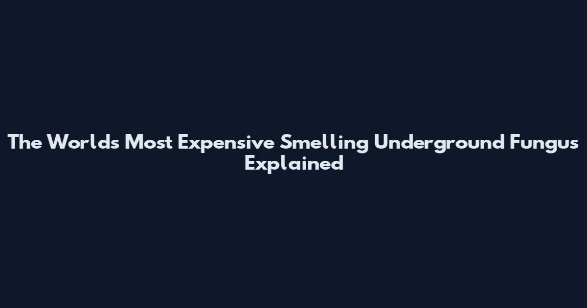 The World's Most Expensive Smelling Underground Fungus Explained