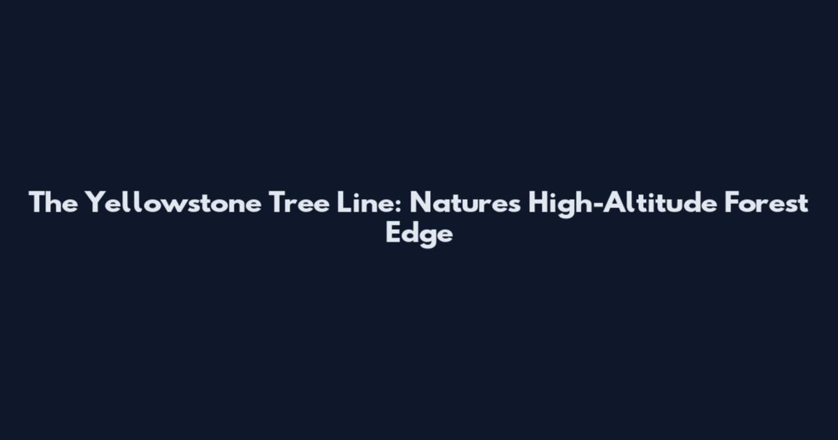 The Yellowstone Tree Line: Nature's High-Altitude Forest Edge